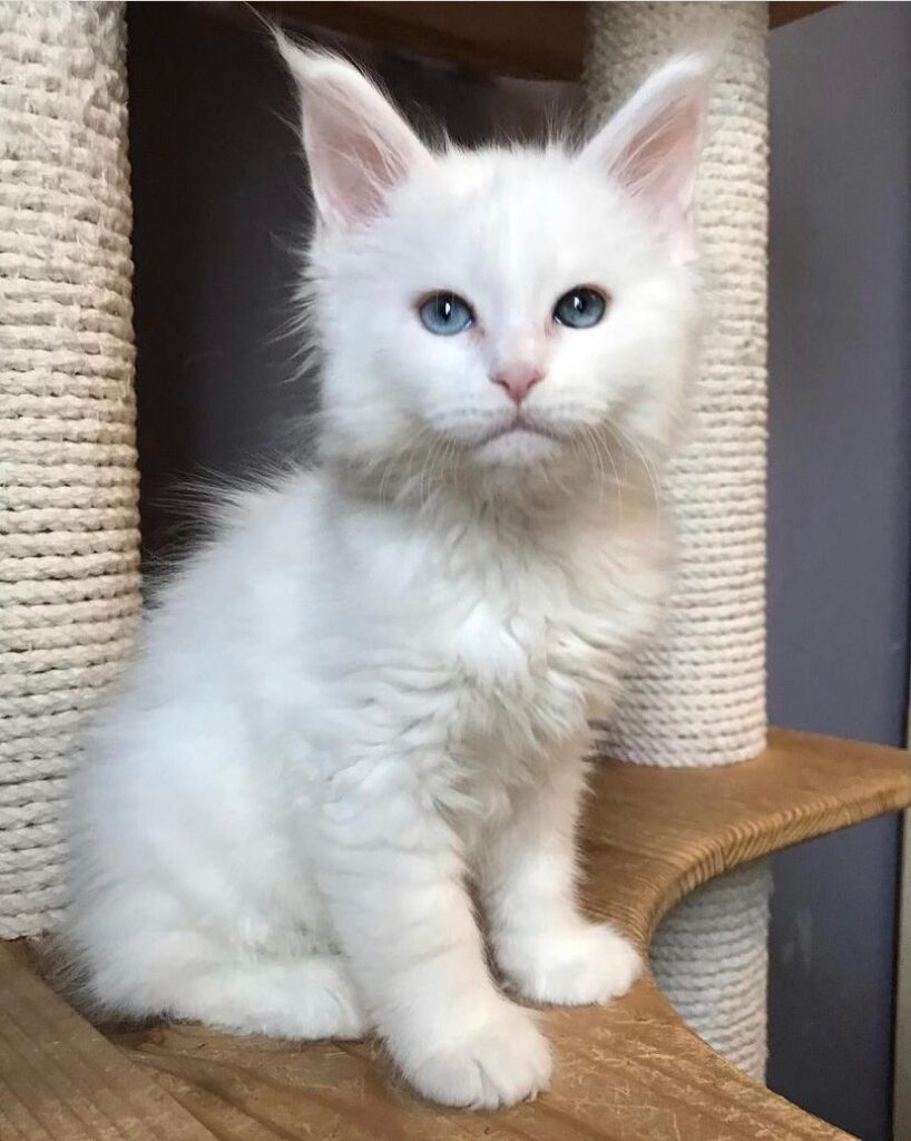 bella