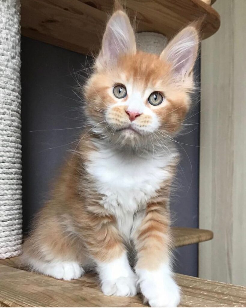 charlie