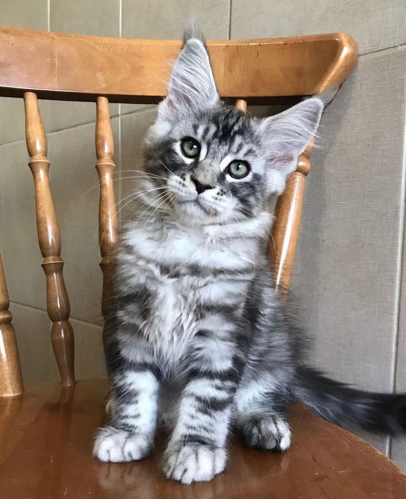 cooper