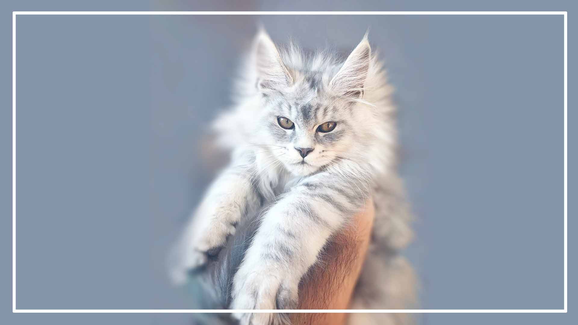 welcoming your maine coon kitten 2325224254
